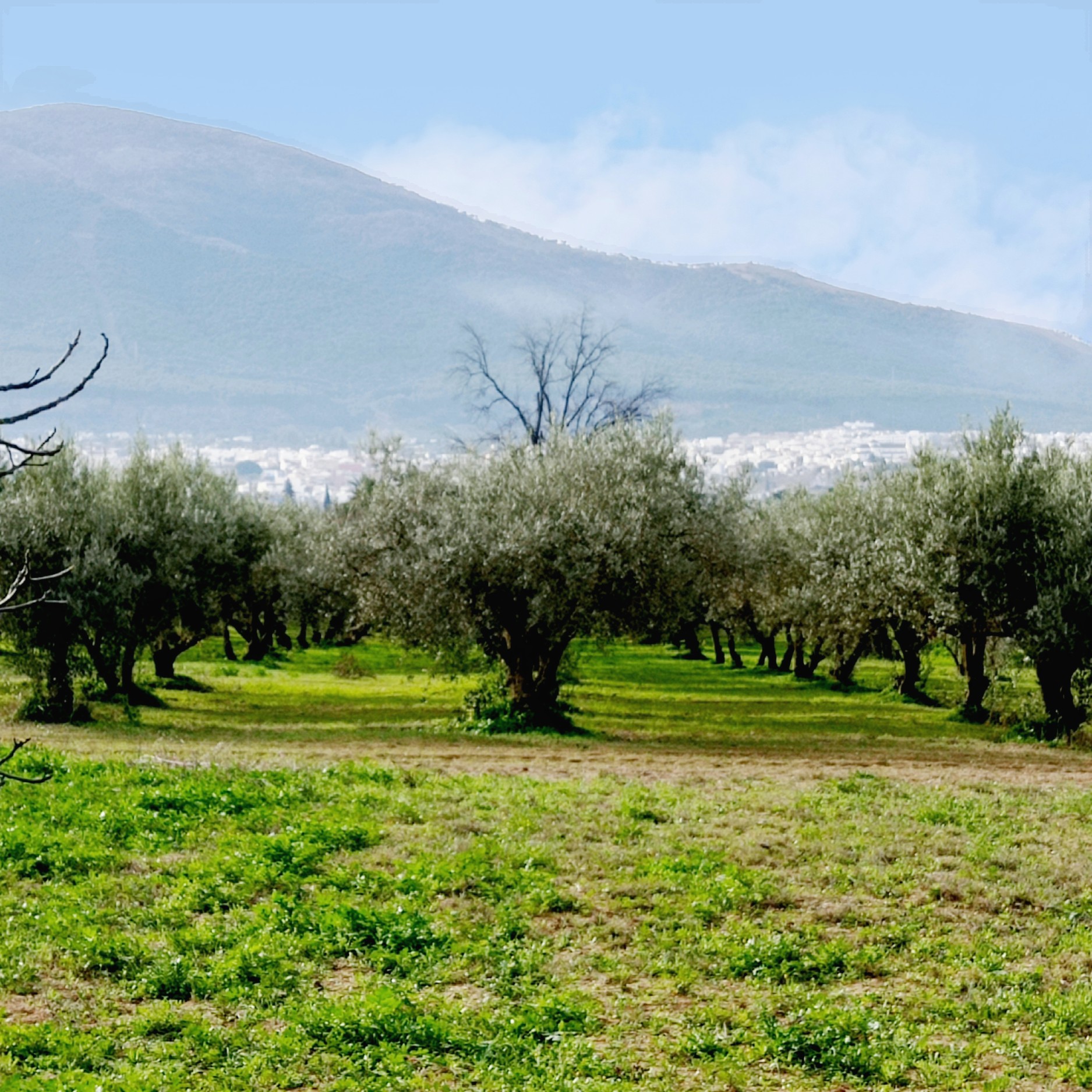 18,000 m² Plot in Alhaurín el Grande - Photo 8