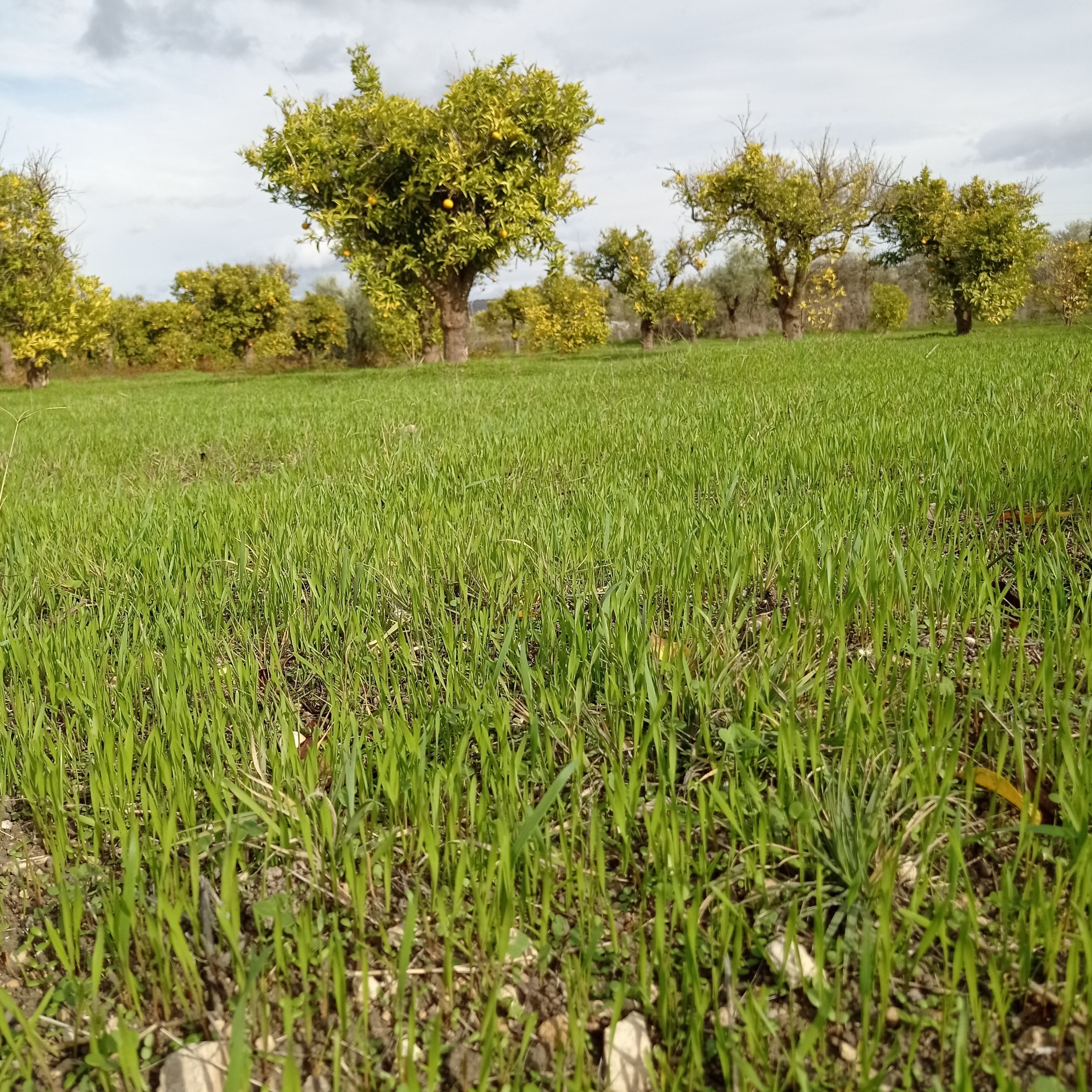 18,000 m² Plot in Alhaurín el Grande - Photo 15