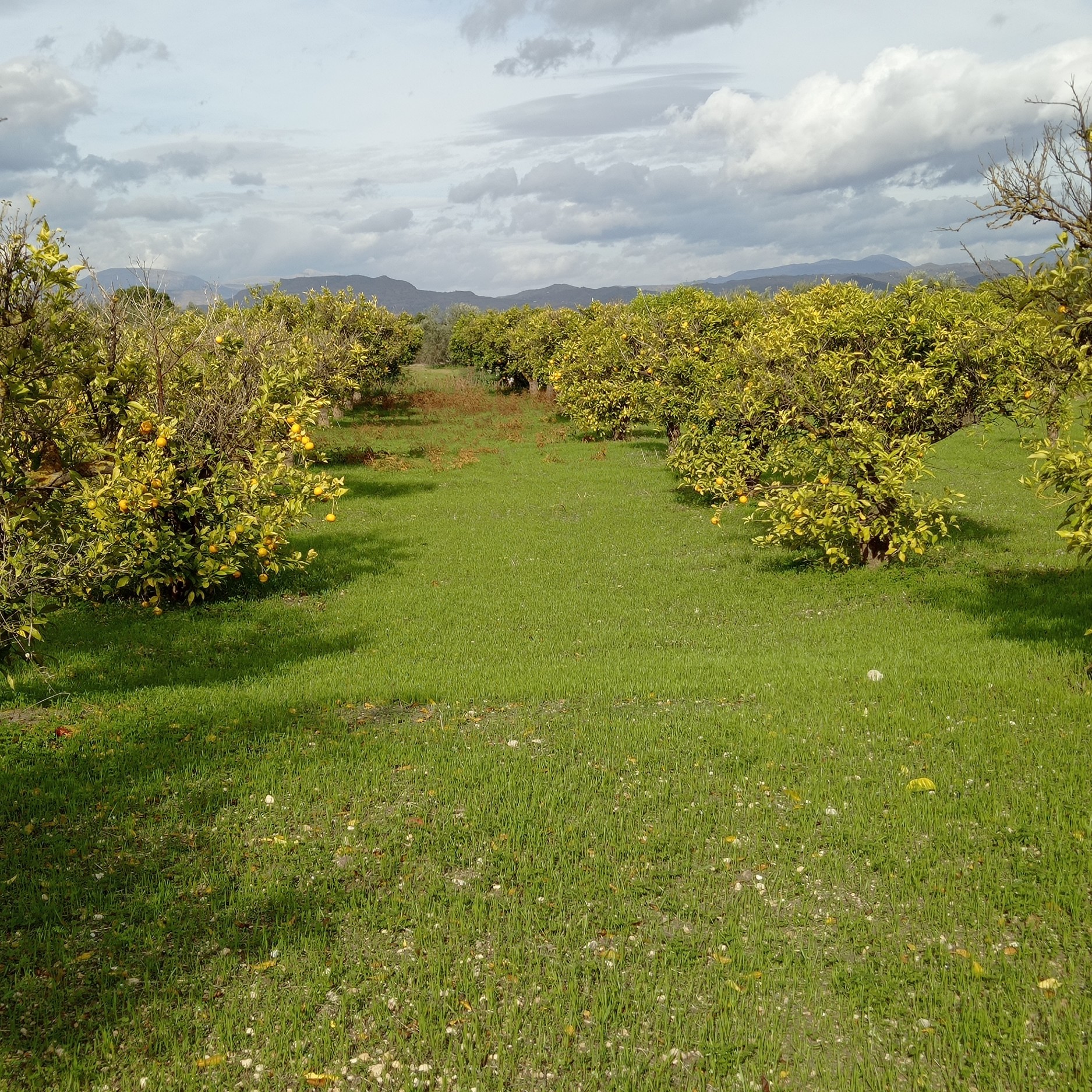 18,000 m² Plot in Alhaurín el Grande - Photo 16