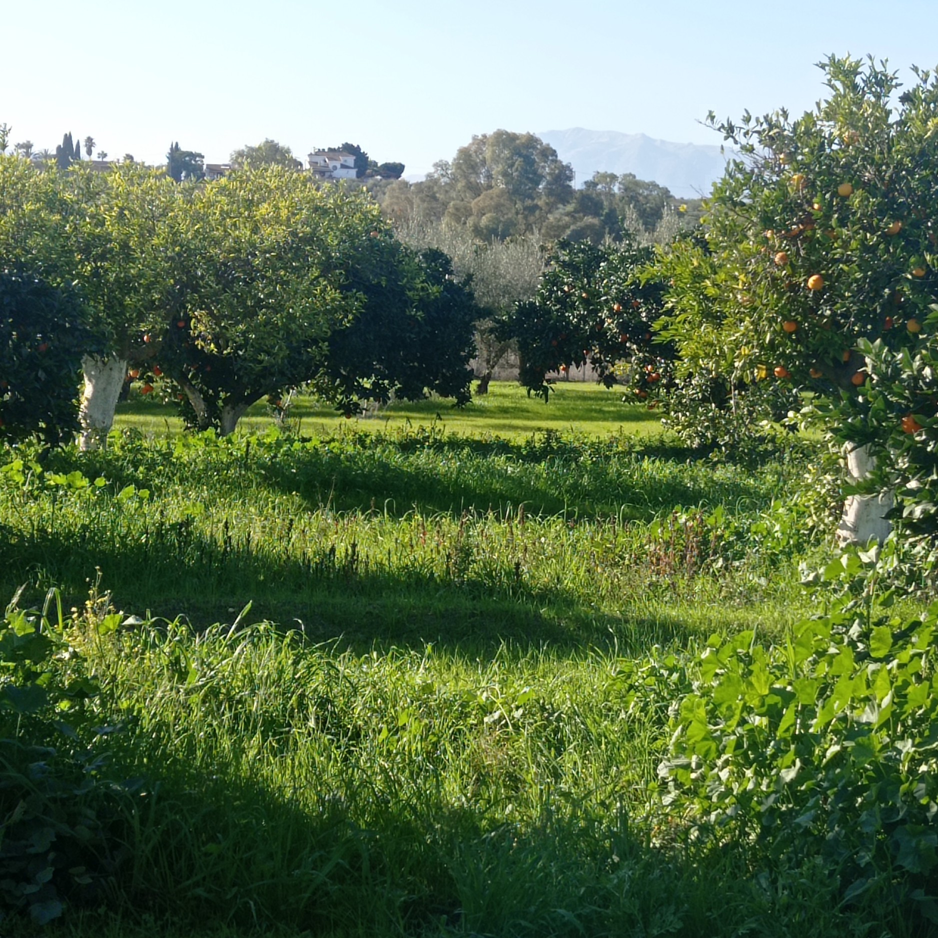 18,000 m² Plot in Alhaurín el Grande - Photo 12