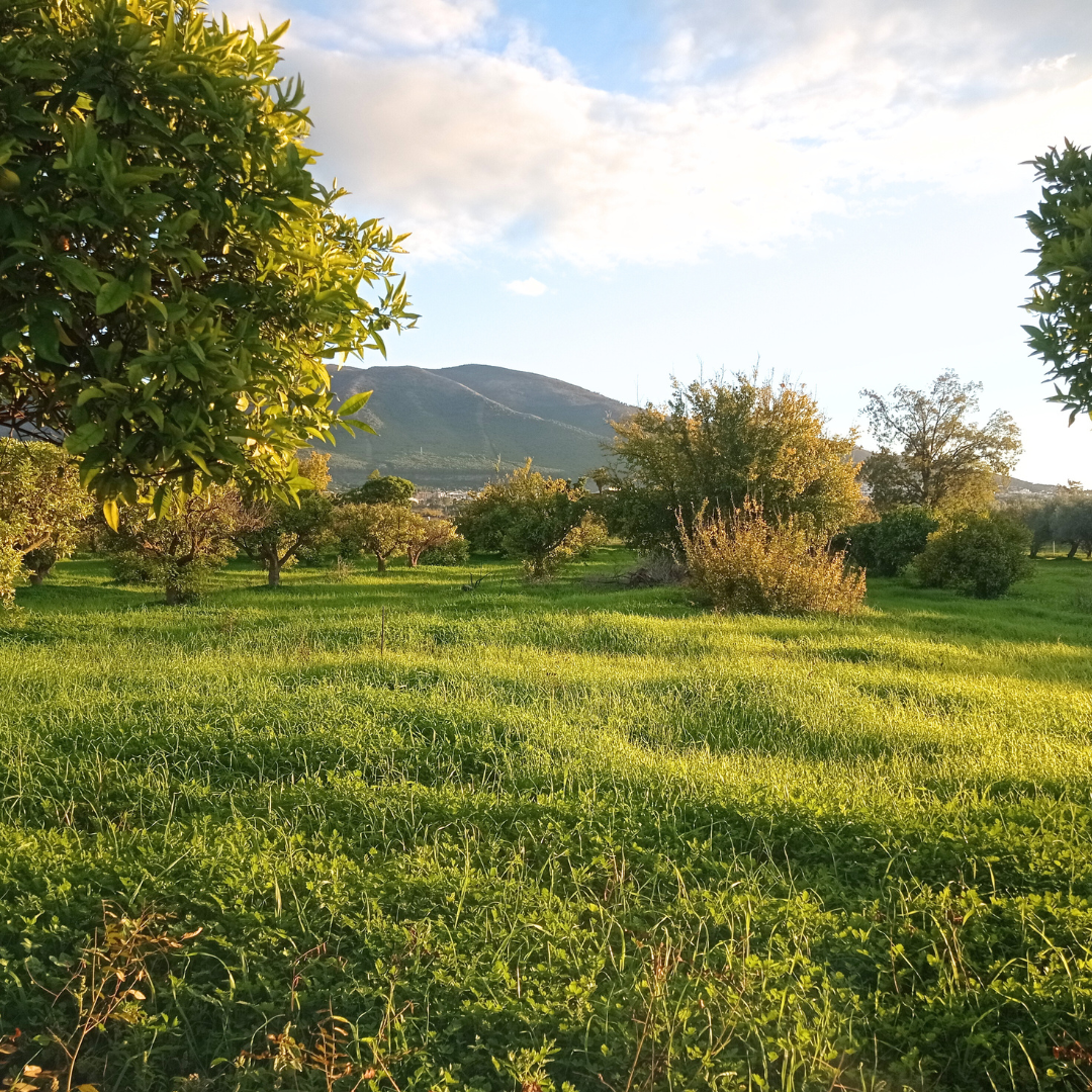 18,000 m² Plot in Alhaurín el Grande