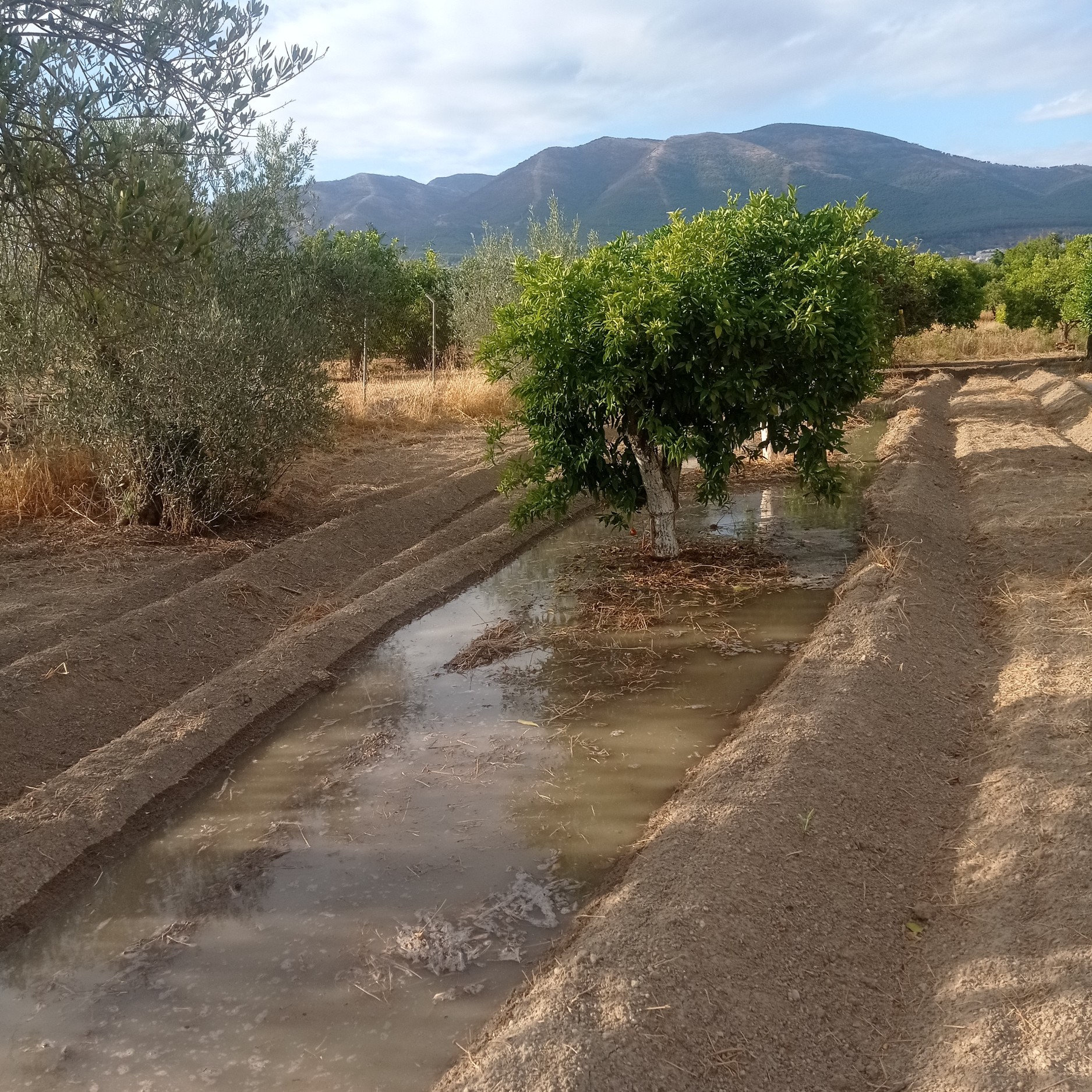 18,000 m² Plot in Alhaurín el Grande - Photo 10