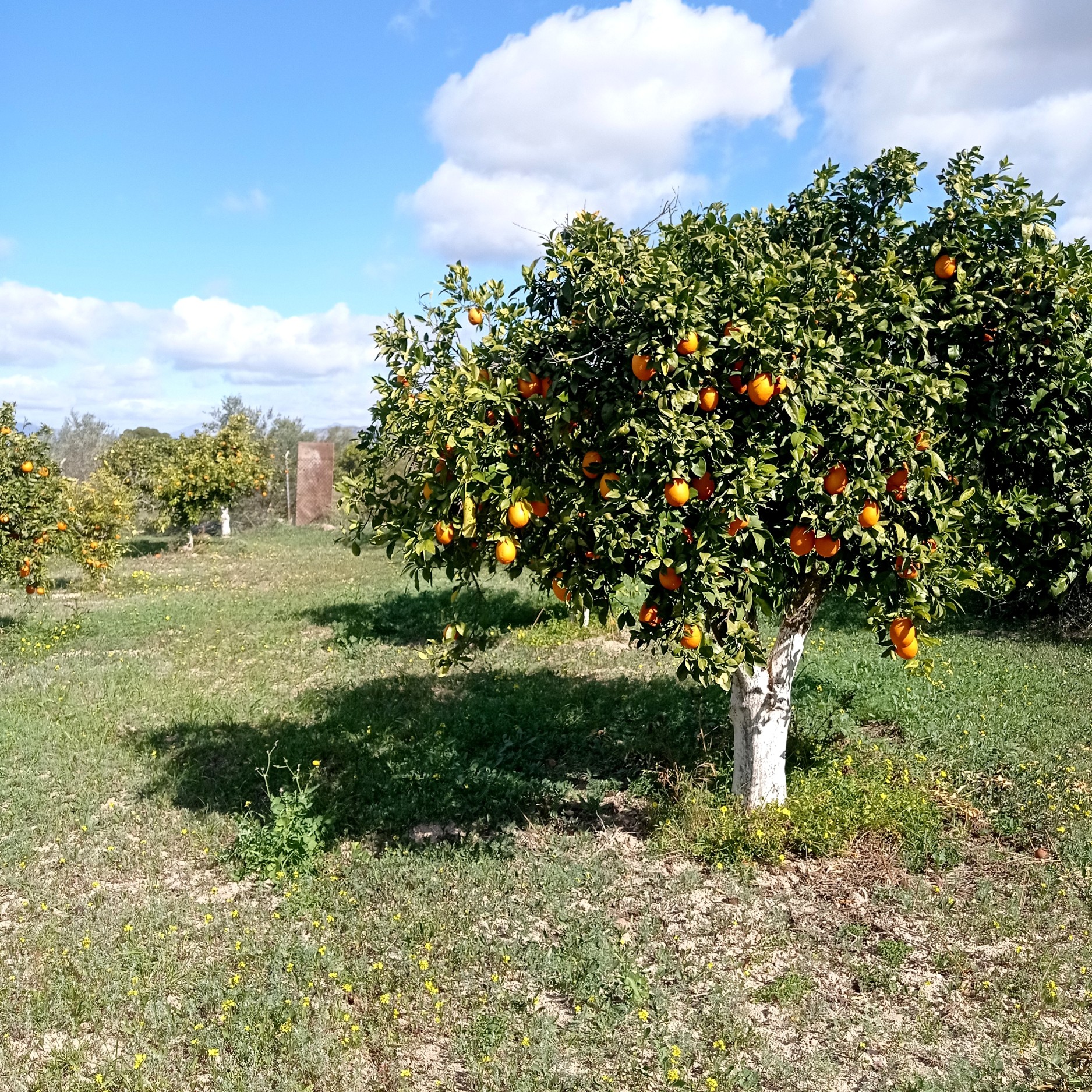 18,000 m² Plot in Alhaurín el Grande - Photo 6