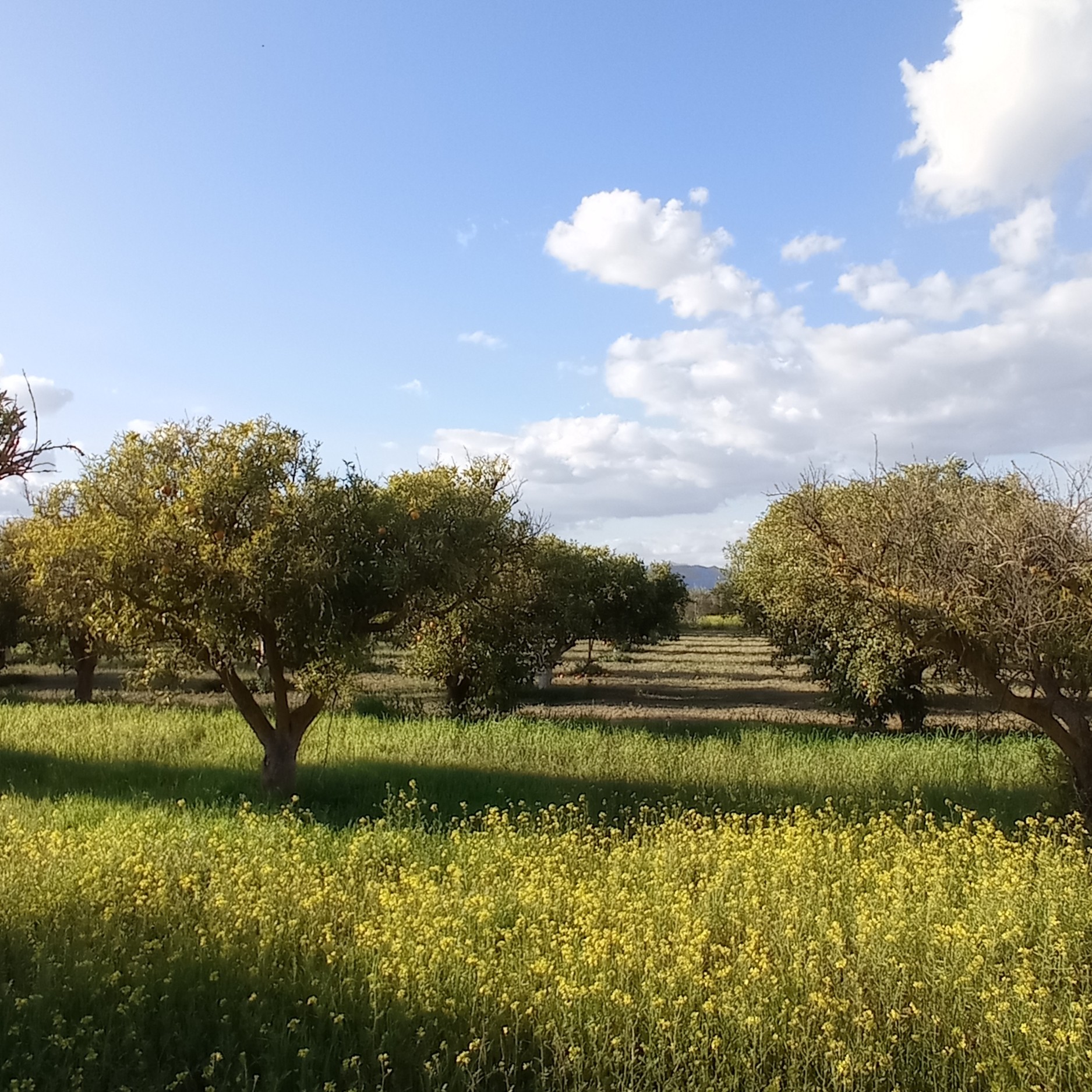 18,000 m² Plot in Alhaurín el Grande - Photo 19