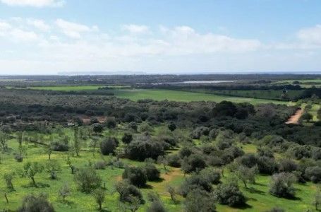 Plot in Campos