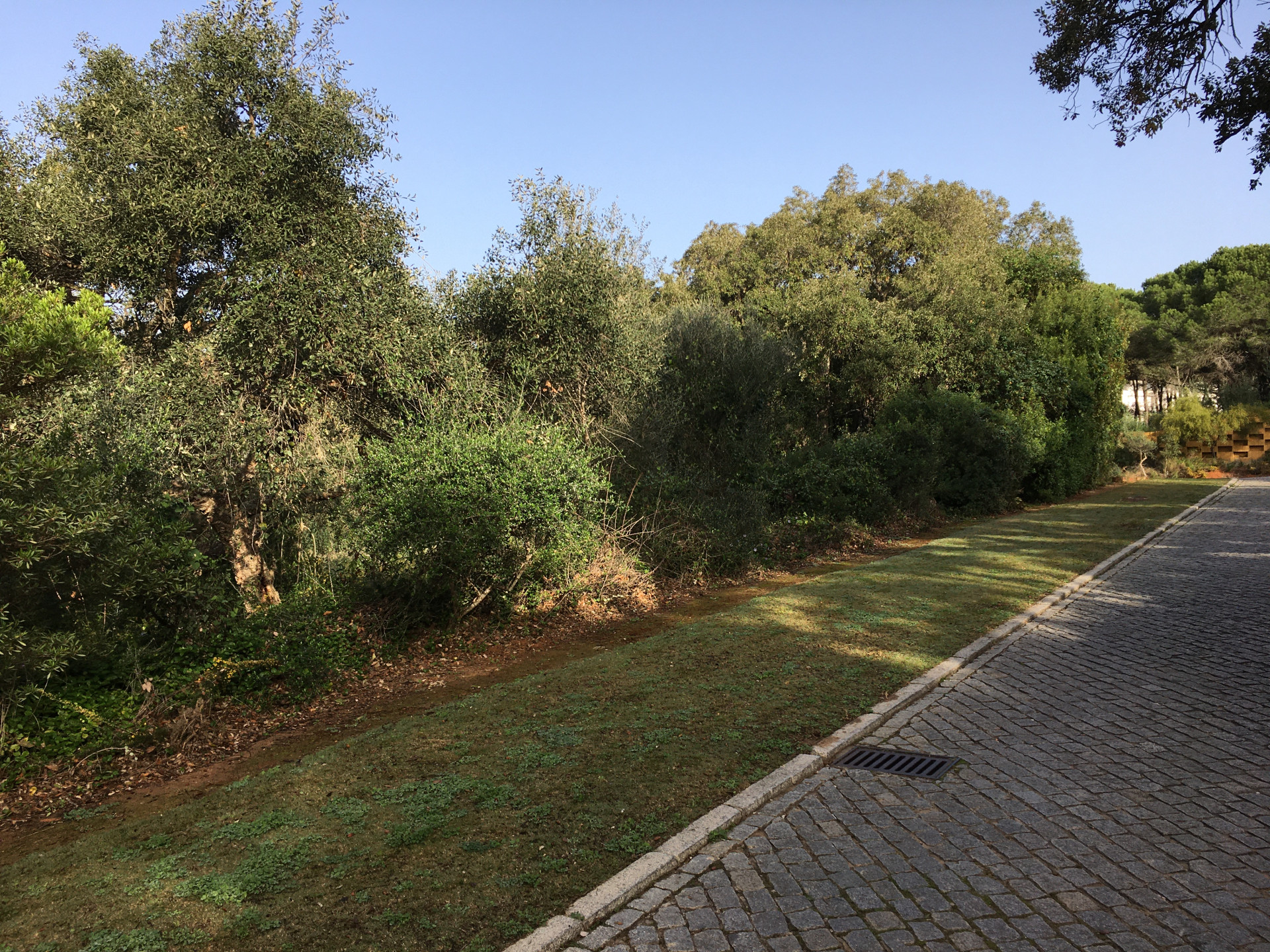 2,100 m² Plot in Sotogrande - Photo 12