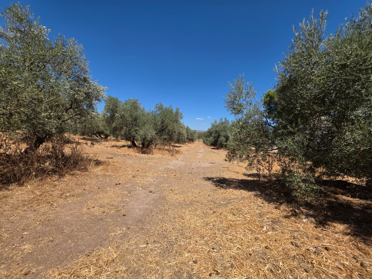 8 Bedroom Country house in Antequera - Photo 74