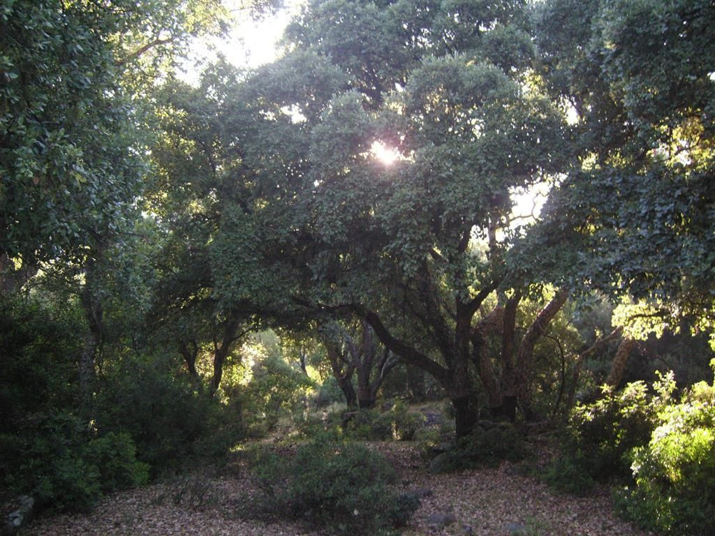 300,000 m² Plot in Cortes de la Frontera - Photo 7