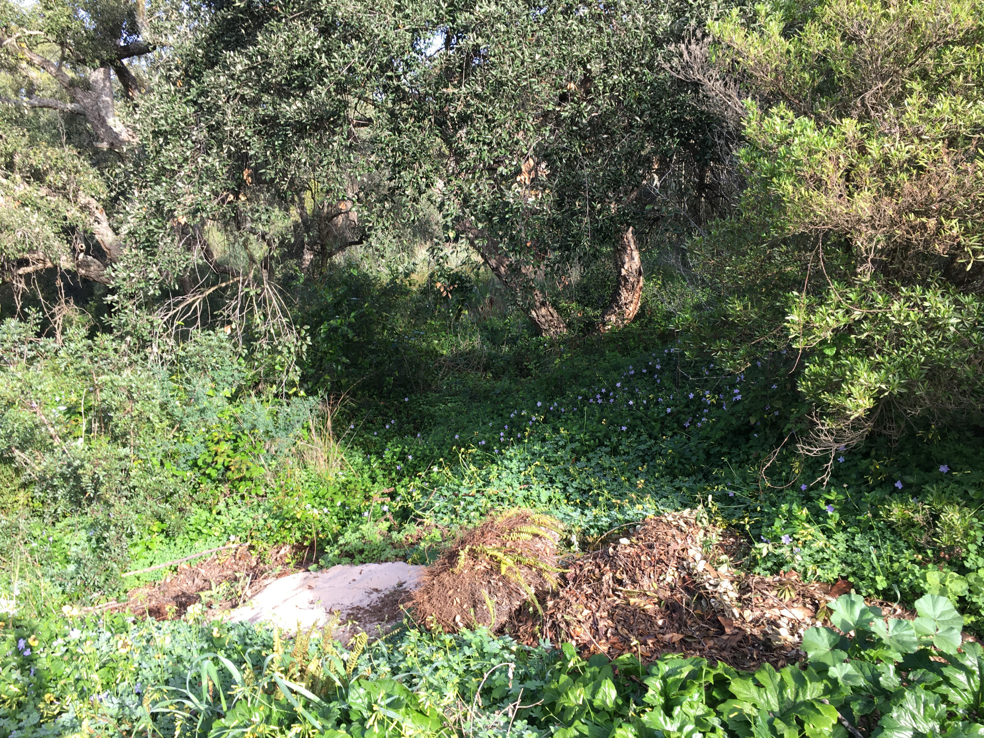 2,100 m² Plot in Sotogrande - Photo 9