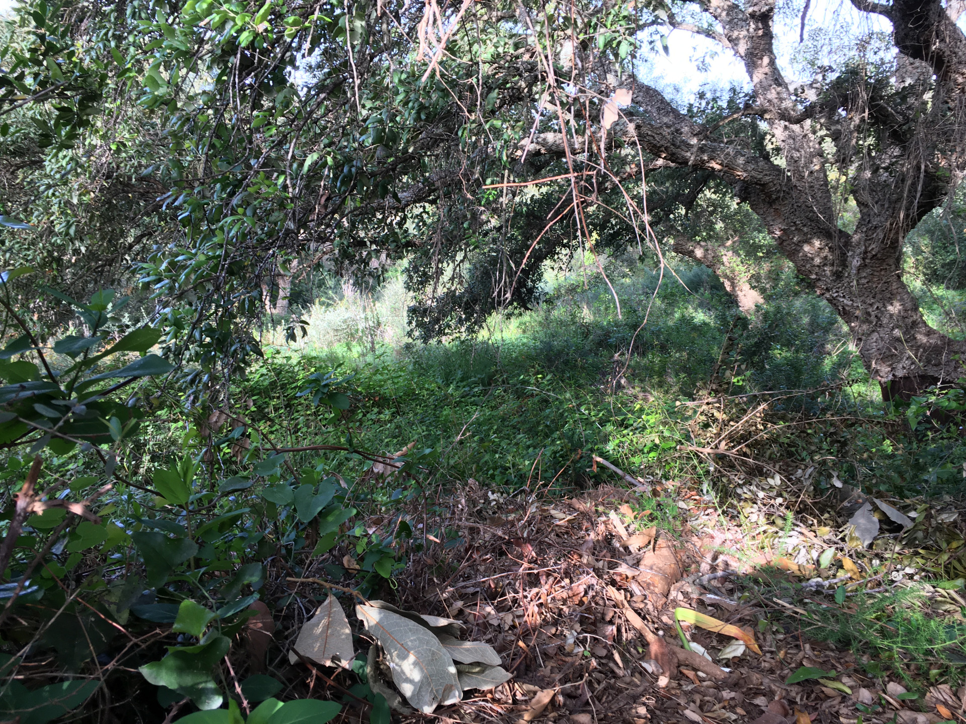 2,100 m² Plot in Sotogrande - Photo 16