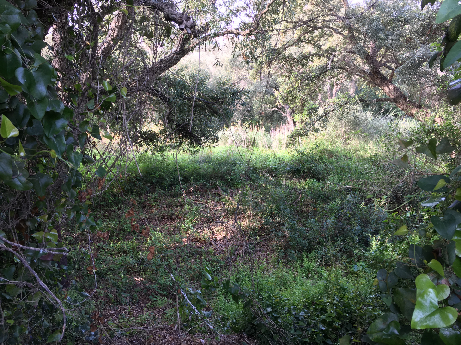 2,100 m² Plot in Sotogrande - Photo 15