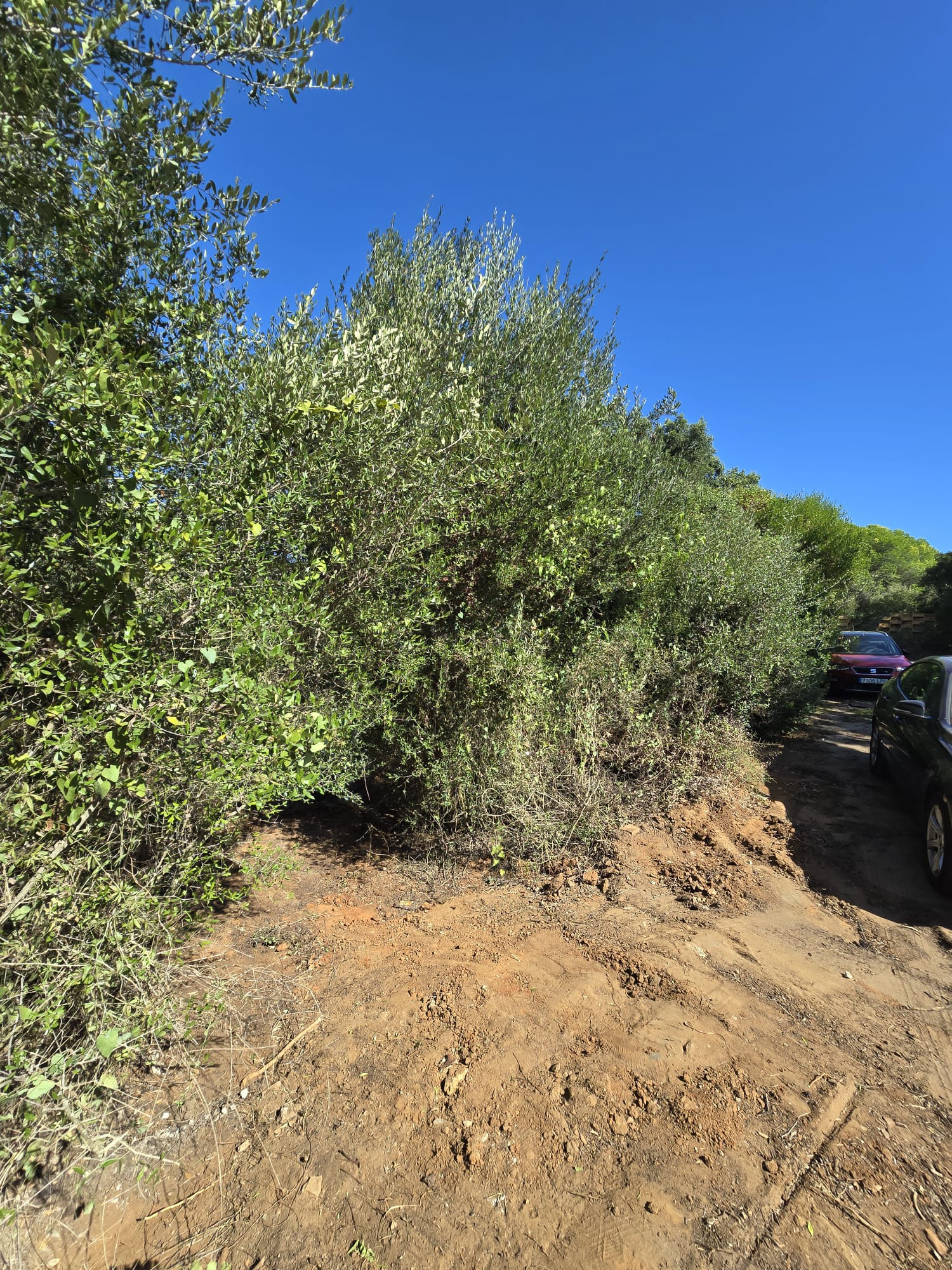 2,100 m² Plot in Sotogrande - Photo 5
