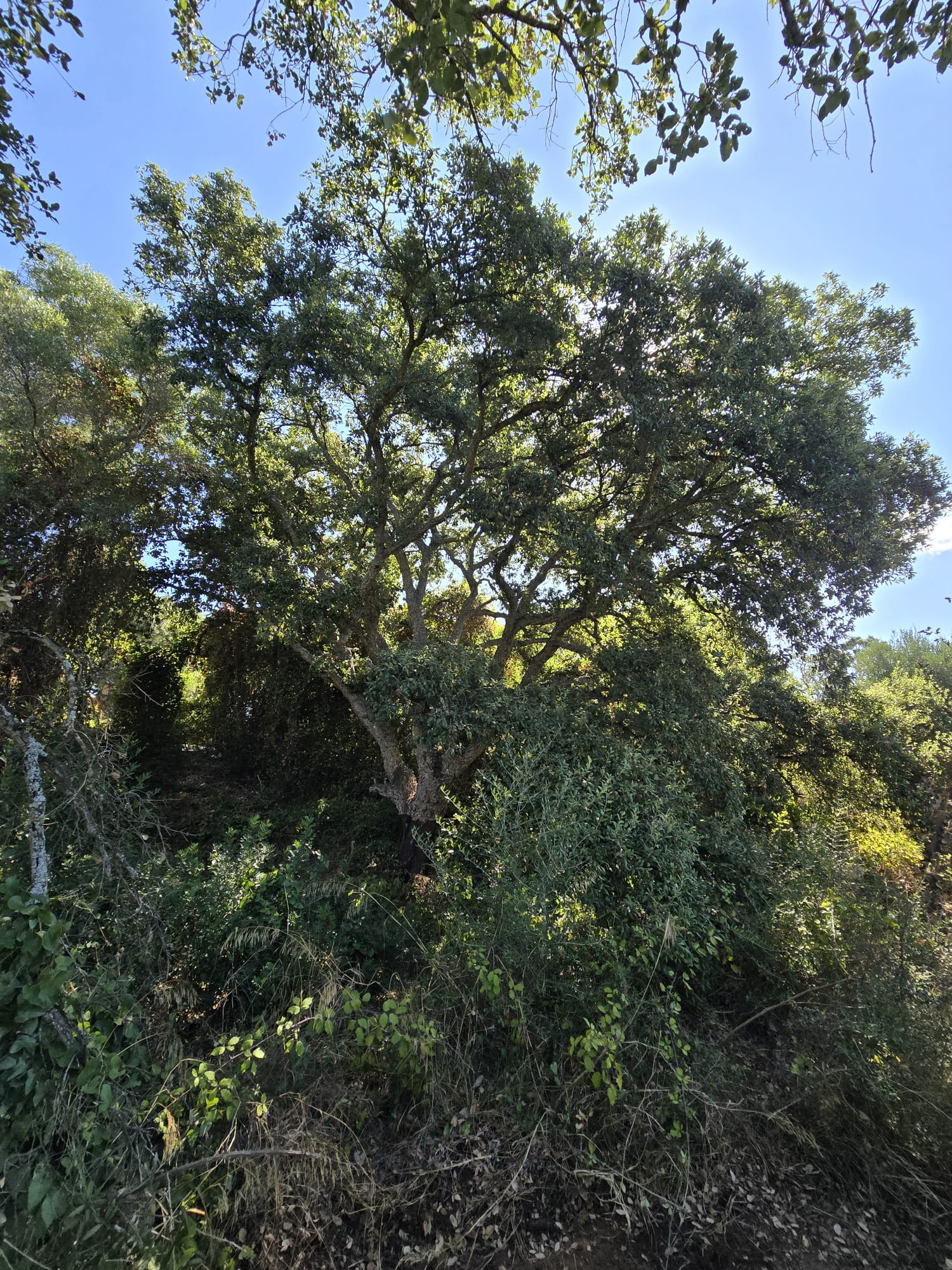 Plot in Sotogrande