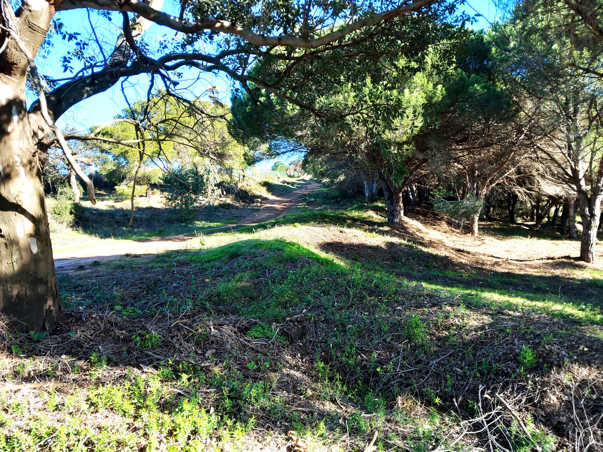 2,703 m² Plot in Sotogrande - Photo 10