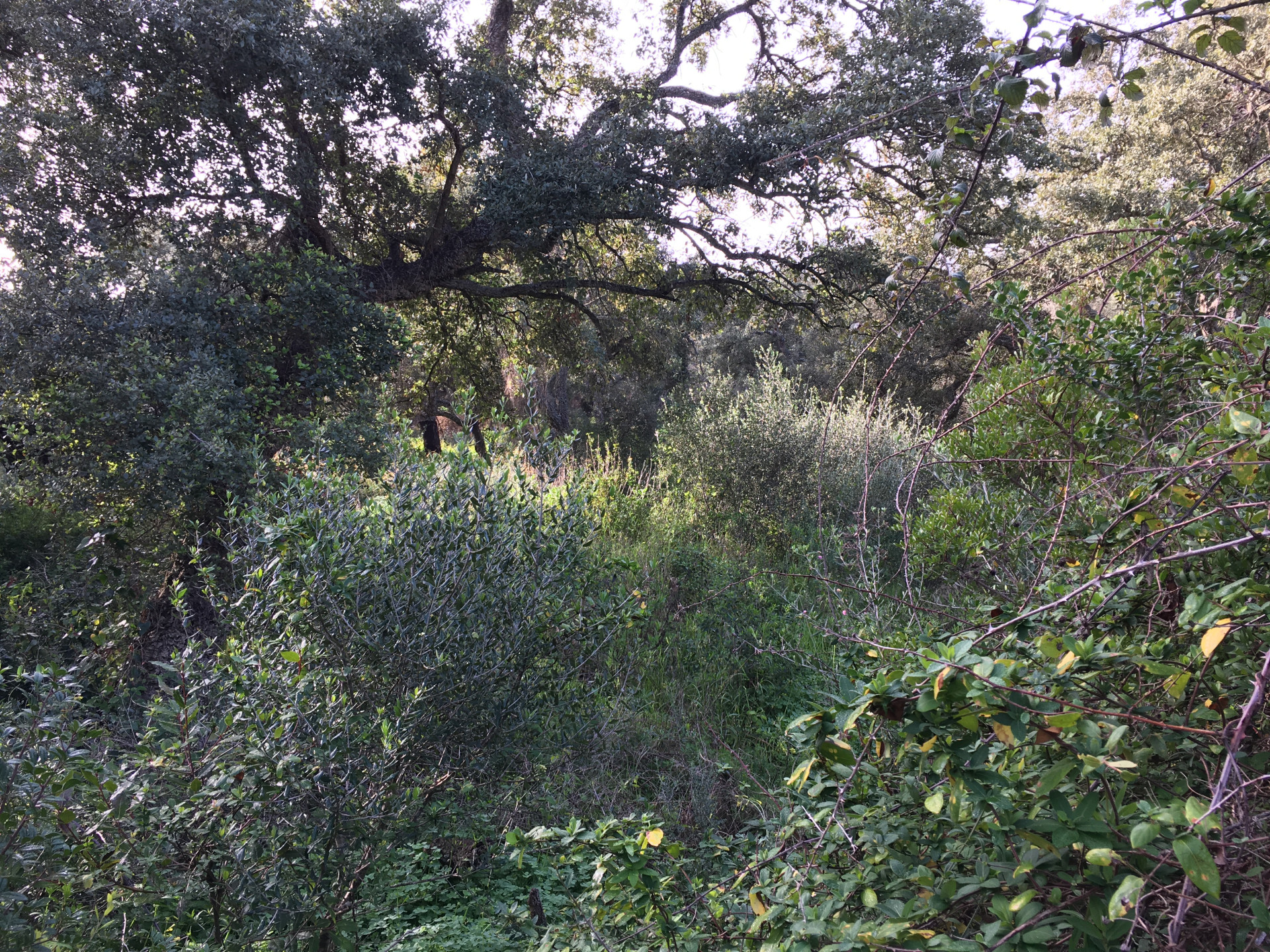 2,100 m² Plot in Sotogrande - Photo 8