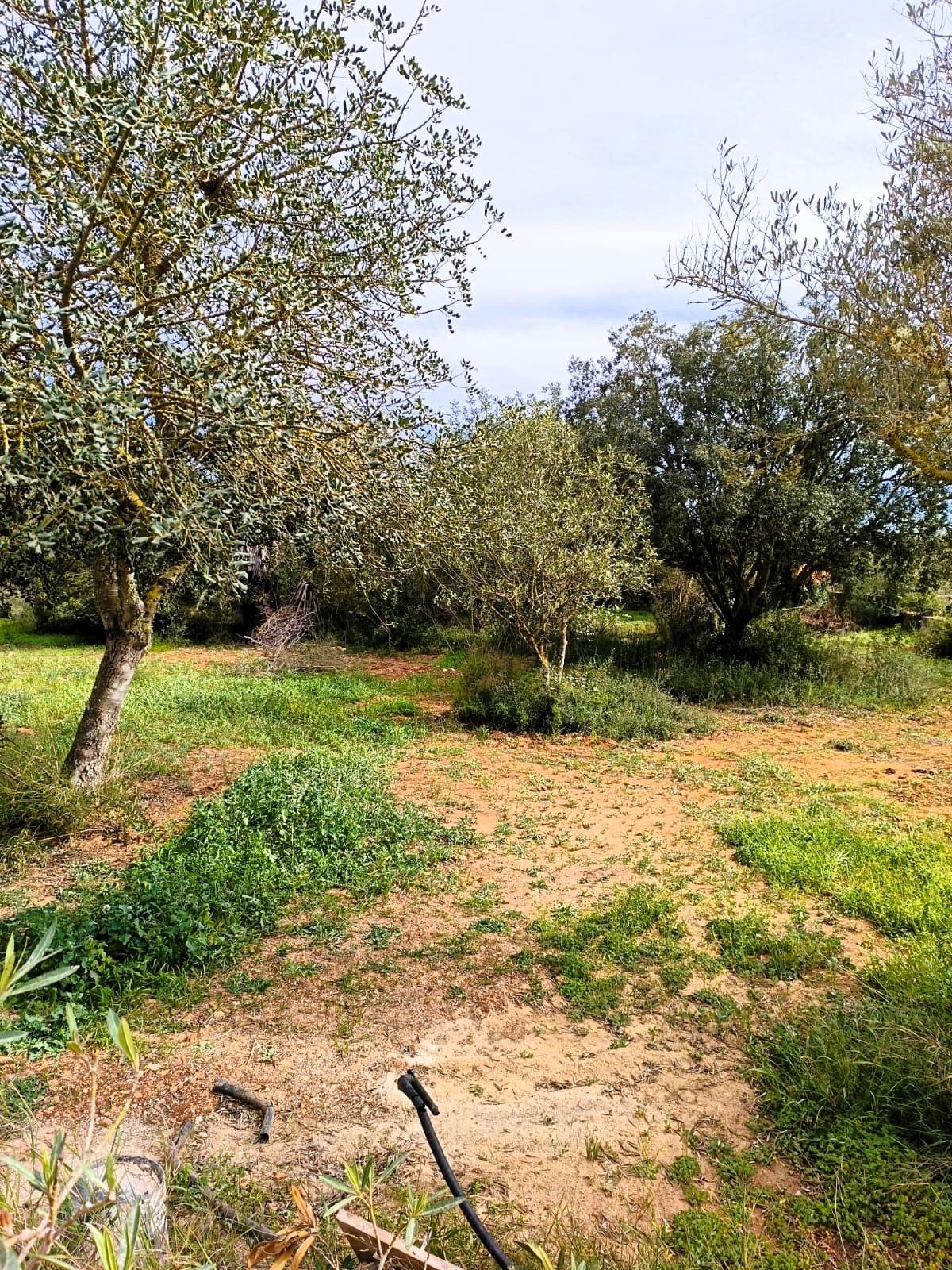 Villa con 4 camere con piscina a Baleari, Spagna – Foto 14