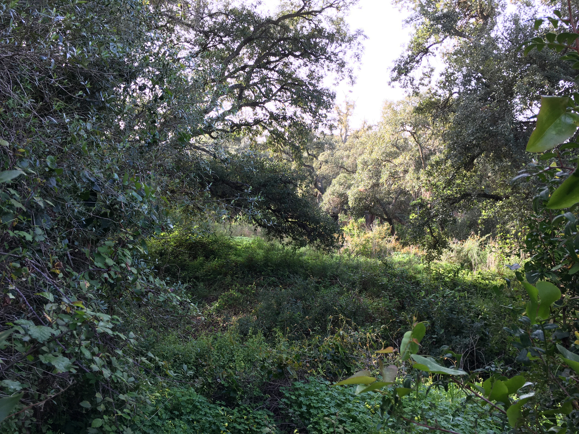 2,100 m² Plot in Sotogrande - Photo 14