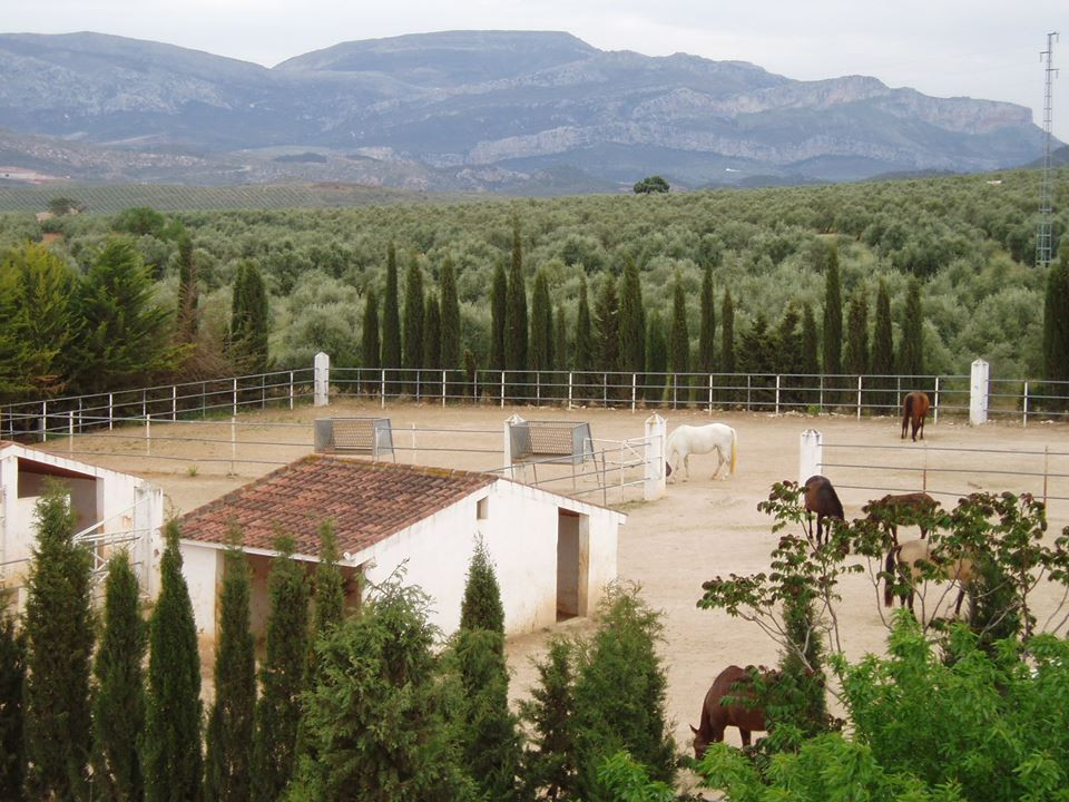 8 Bedroom Country house in Antequera - Photo 3