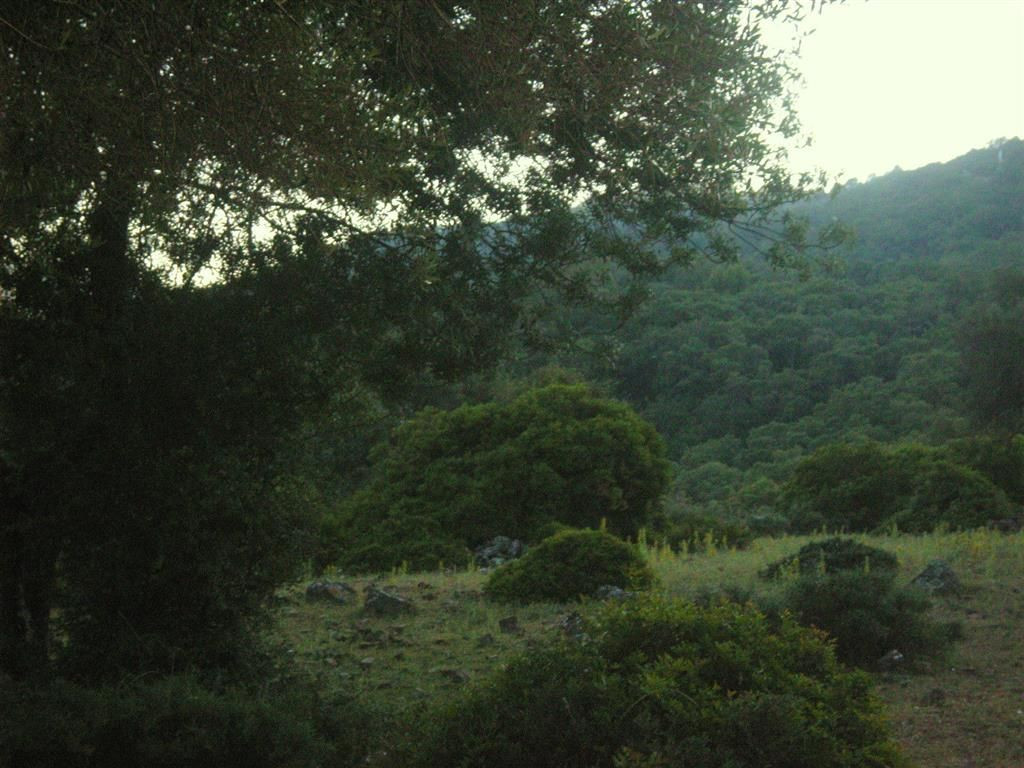 300,000 m² Plot in Cortes de la Frontera - Photo 11