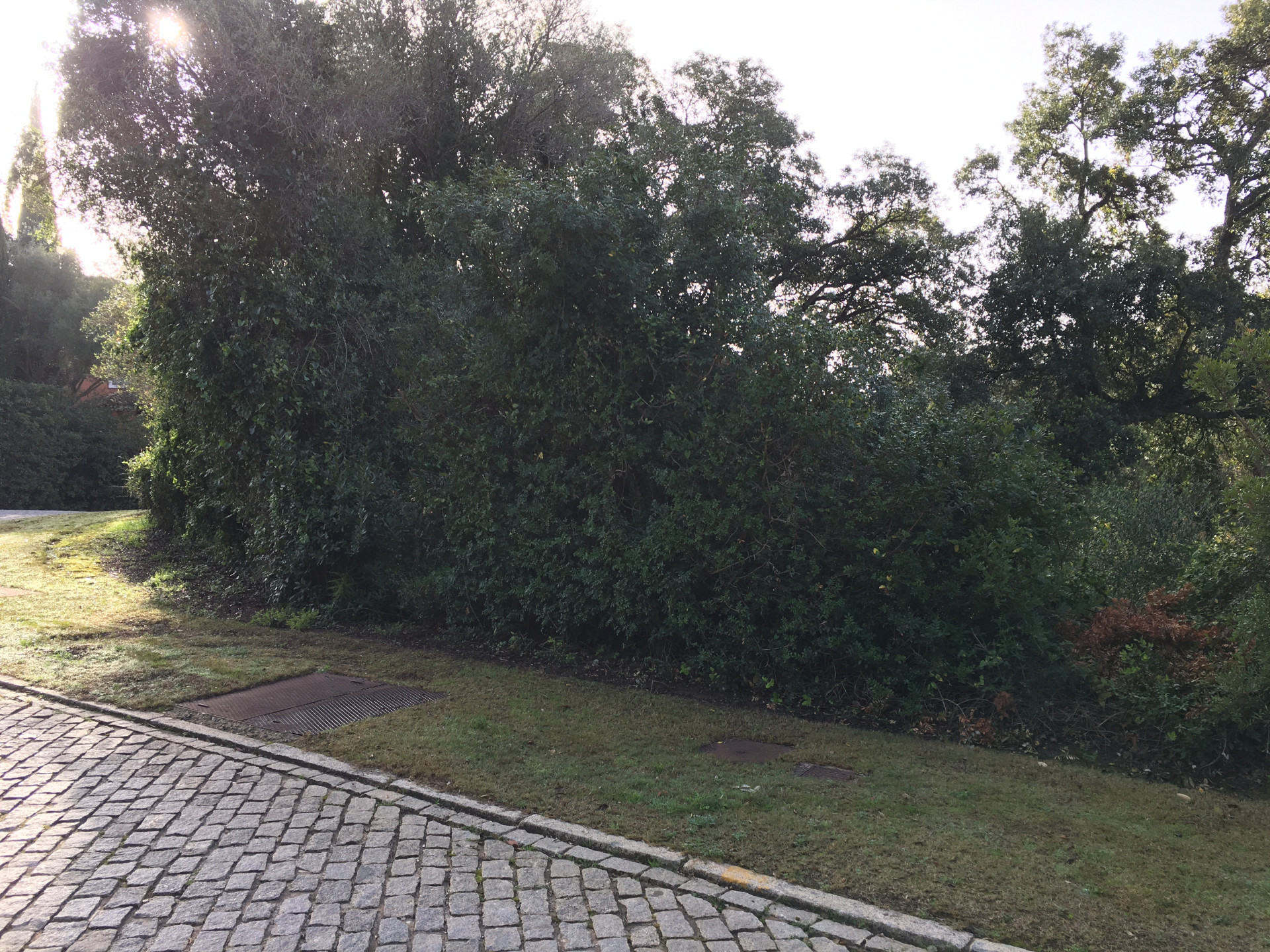 2,100 m² Plot in Sotogrande - Photo 6