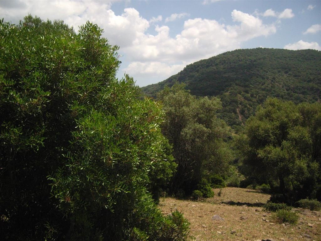 300,000 m² Plot in Cortes de la Frontera - Photo 3