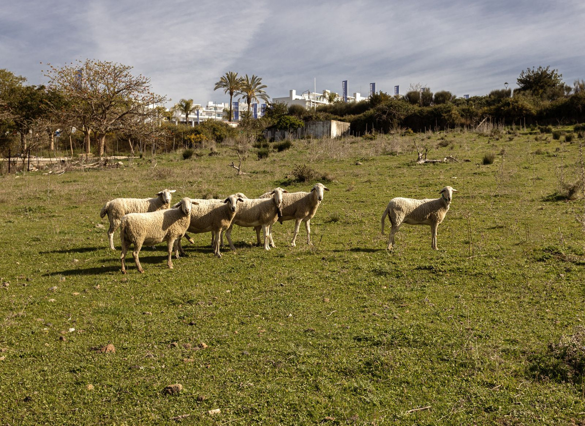 30,000 m² Plot in Estepona - Photo 19