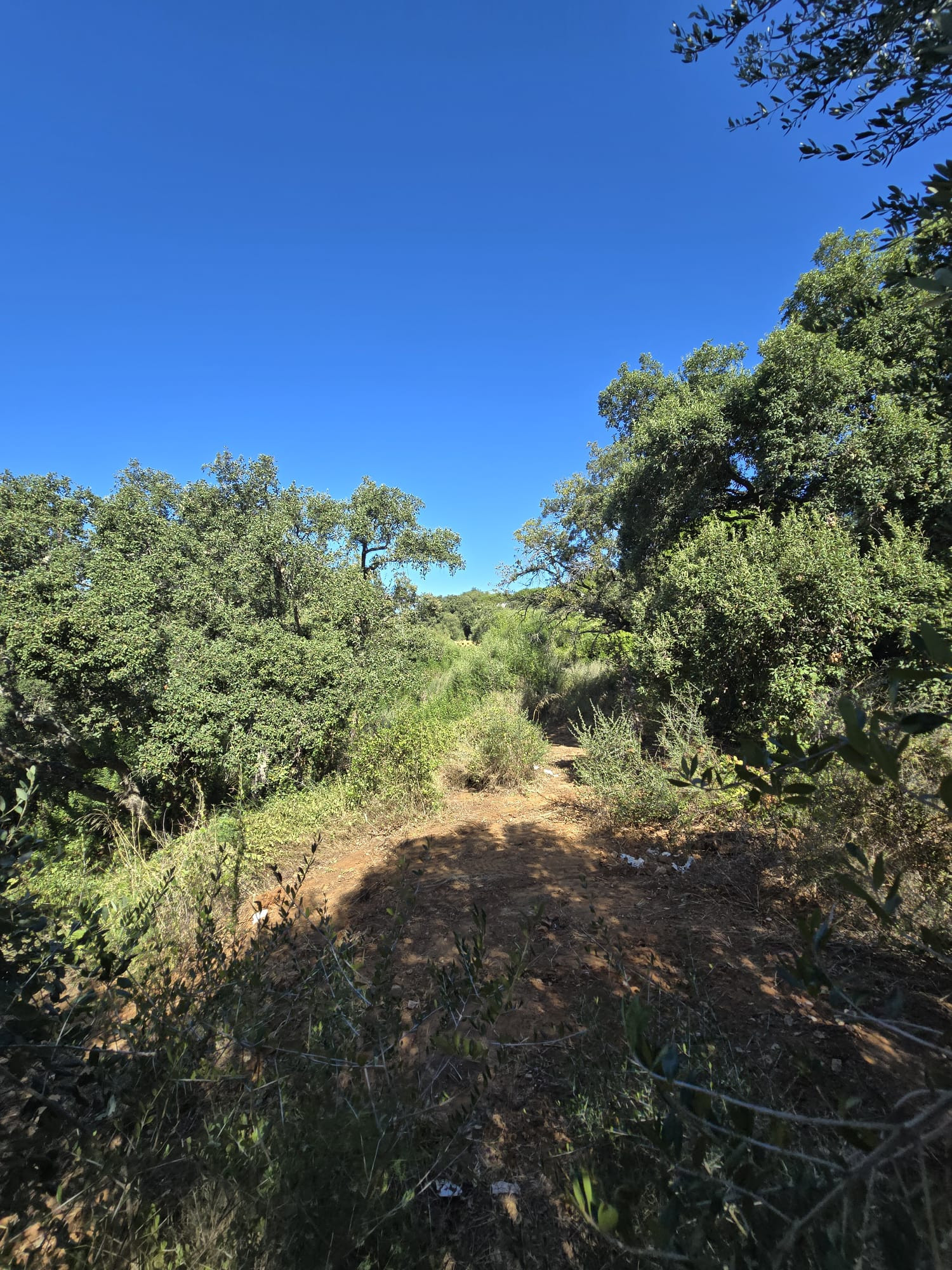 2,100 m² Plot in Sotogrande - Photo 10