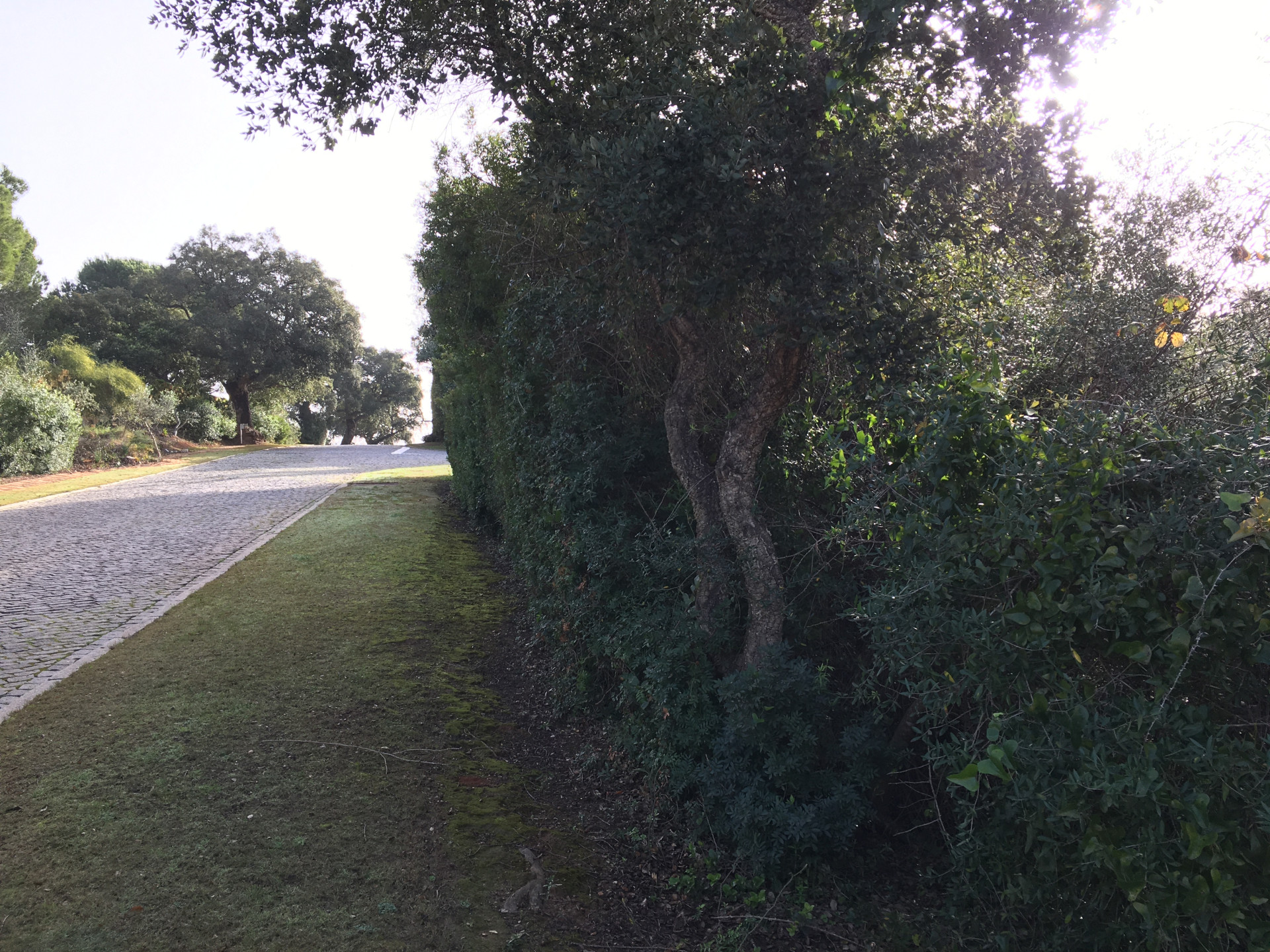 2,100 m² Plot in Sotogrande - Photo 11