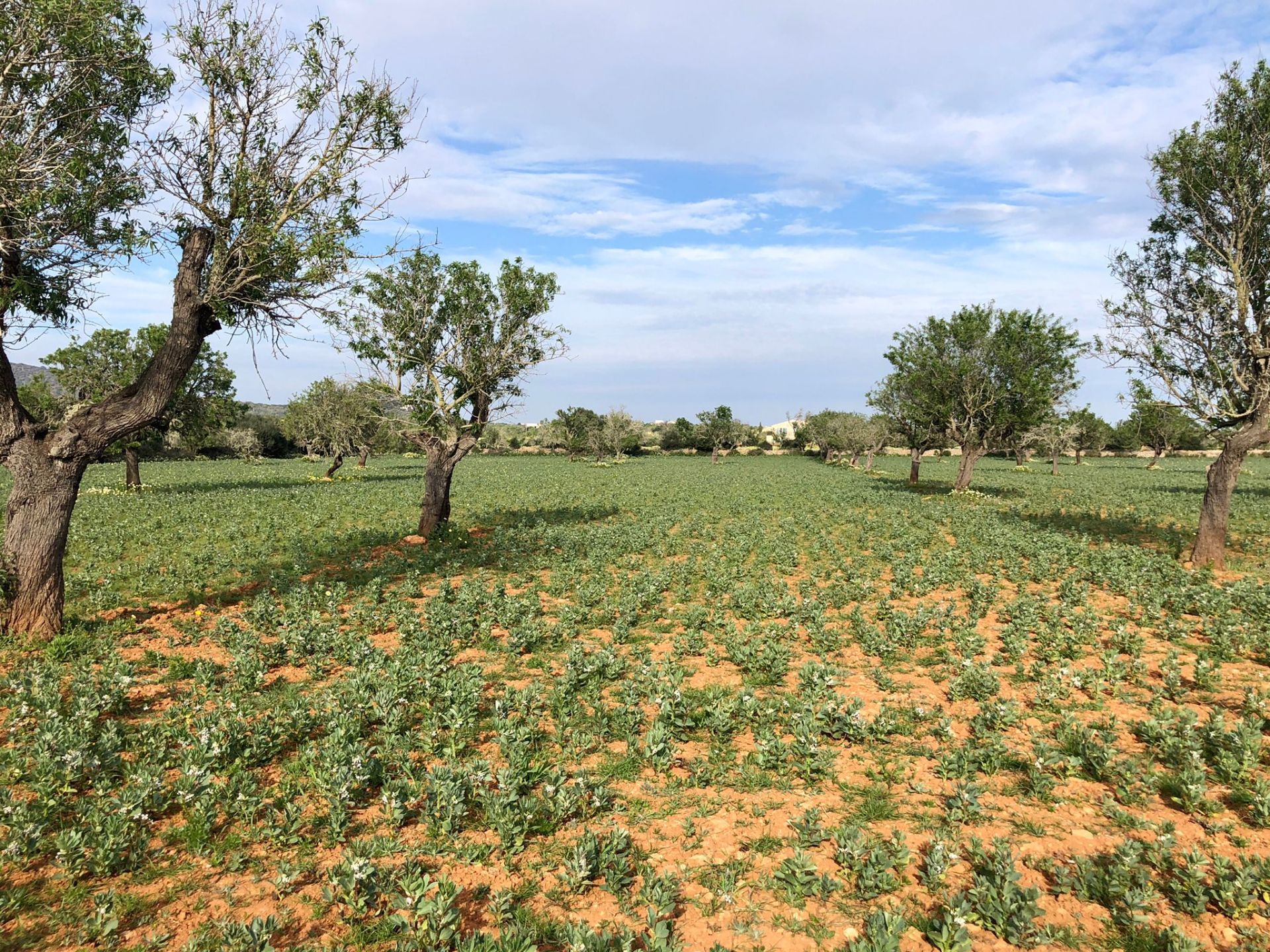 Plot in Santanyi