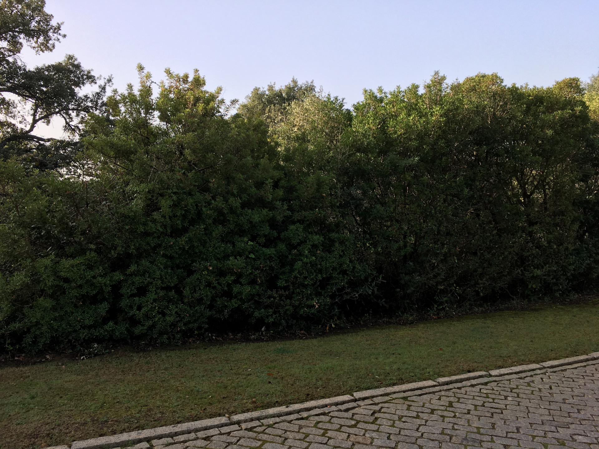 2,100 m² Plot in Sotogrande - Photo 7