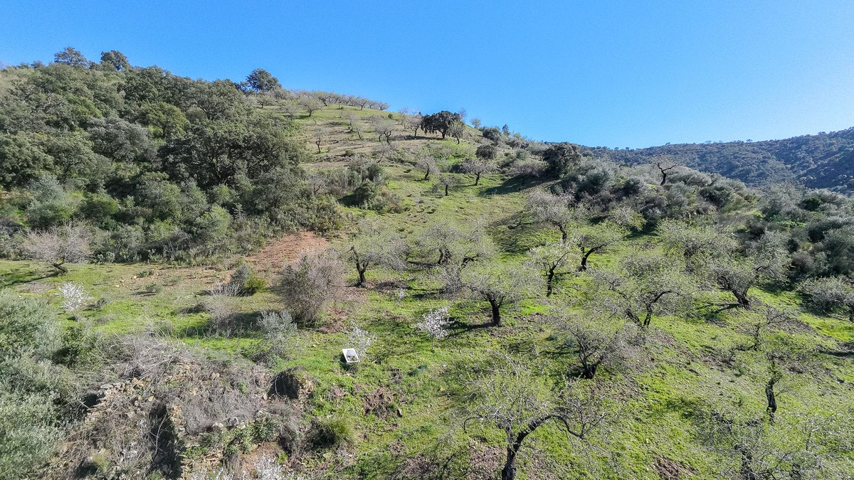 116,511 m² Plot in Málaga - Photo 4