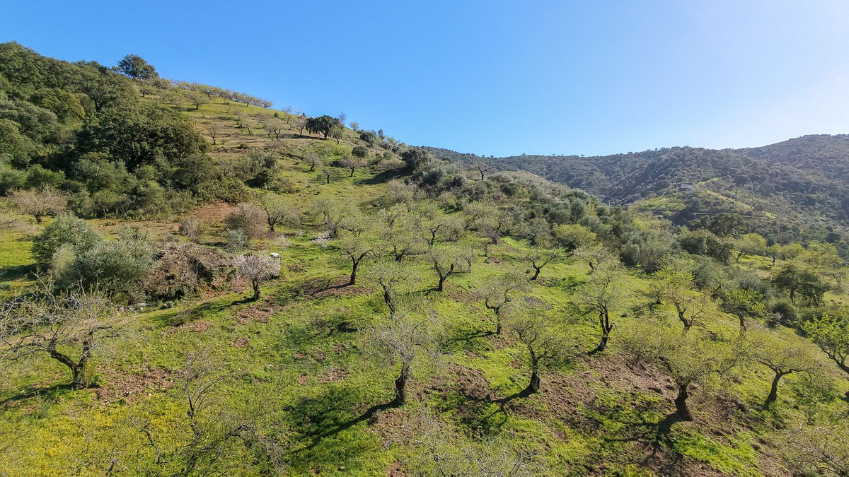 116,511 m² Plot in Málaga - Photo 3