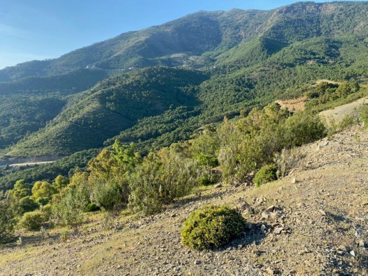12,563 m² Plot in Benahavís - Photo 9