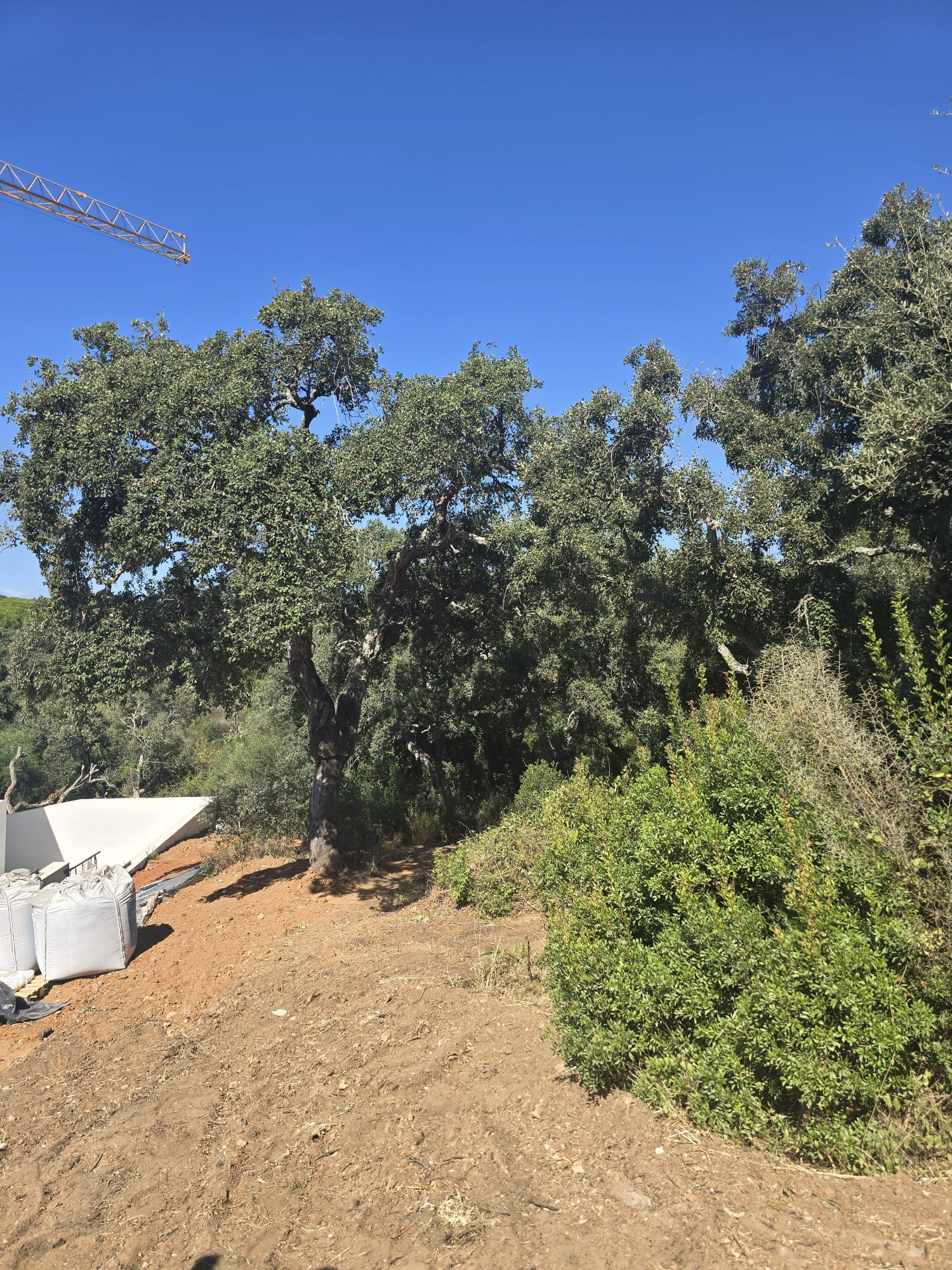 2,100 m² Plot in Sotogrande - Photo 2