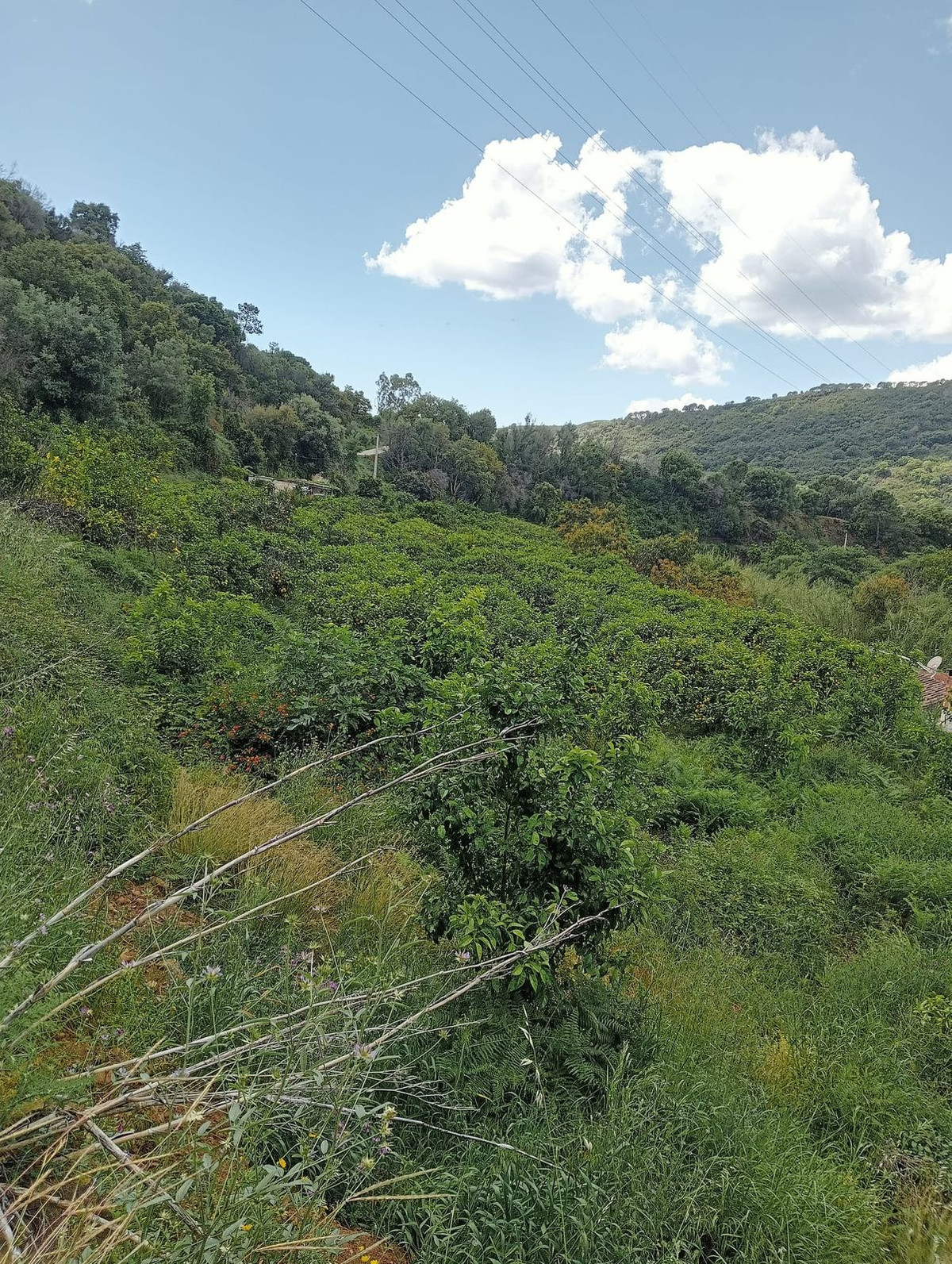 10,000 m² Plot in Estepona - Photo 3