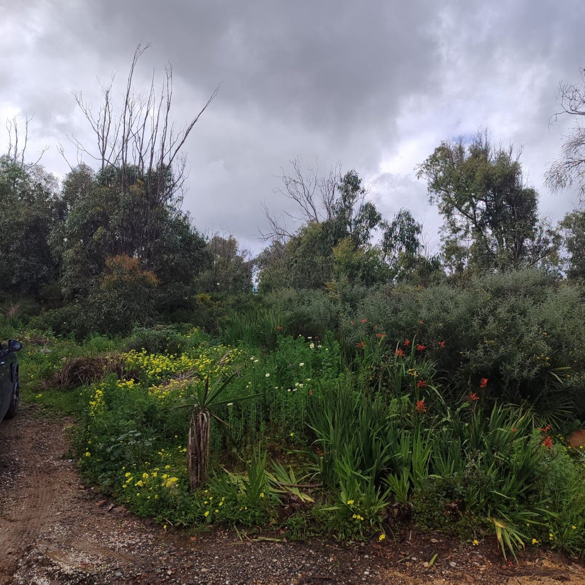 4,000 m² Plot in Manilva - Photo 10