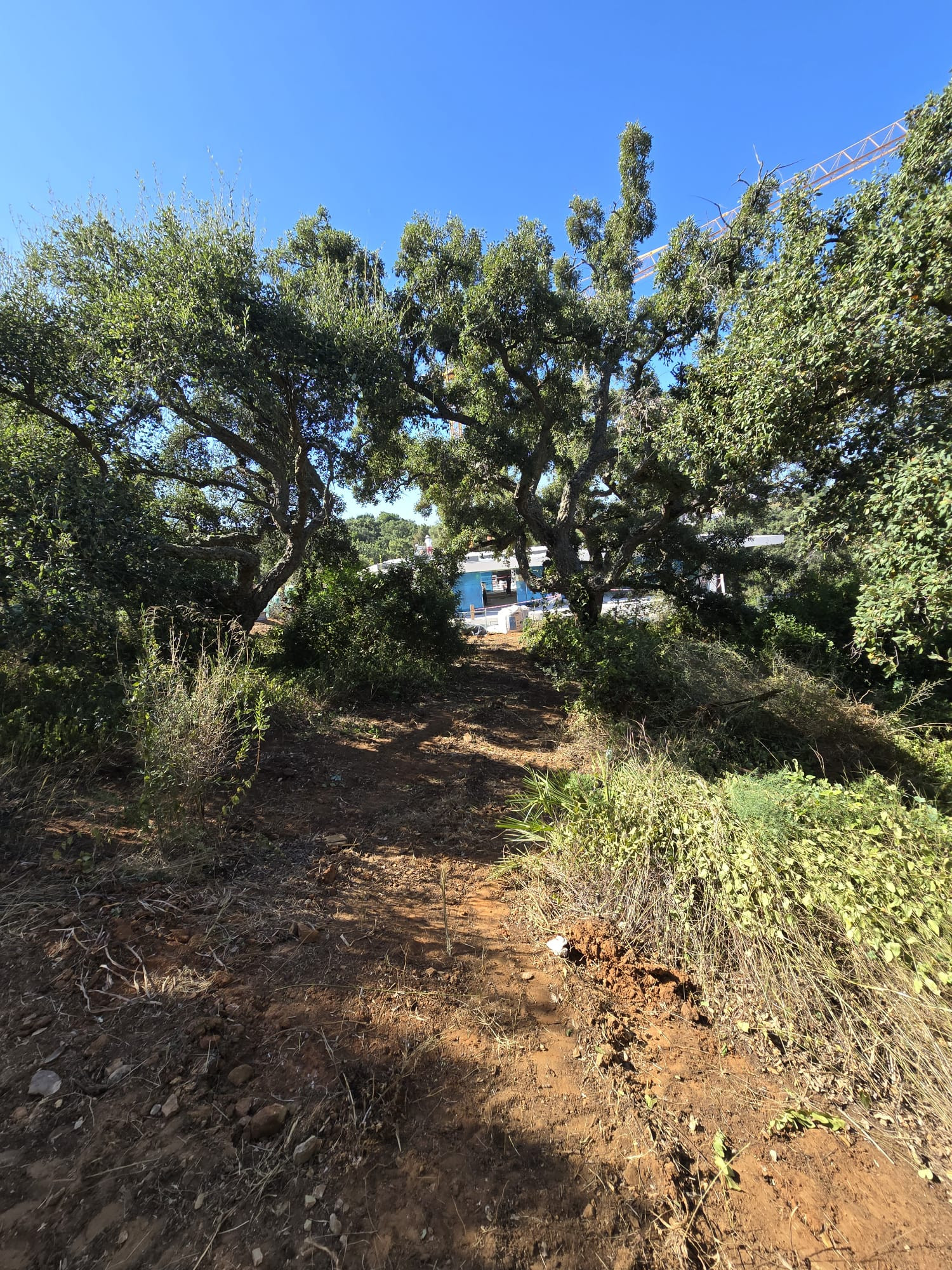 2,100 m² Plot in Sotogrande - Photo 3