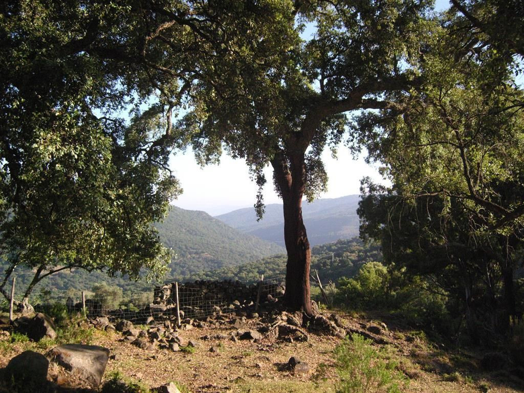 300,000 m² Plot in Cortes de la Frontera - Photo 2